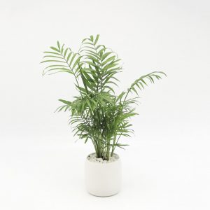 cau tieu cham deban 1 300x300 1