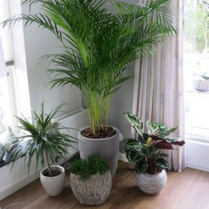 cay cau vang 300x300 1