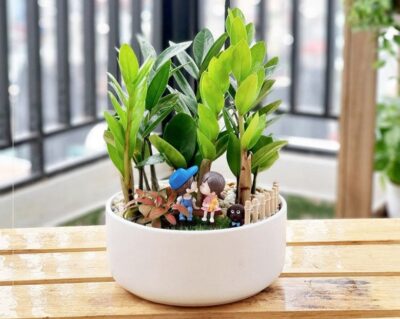 Tác dụng cây kim tiền