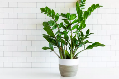 Vị trí đặt cây kim tiền thu hút tài lộc
