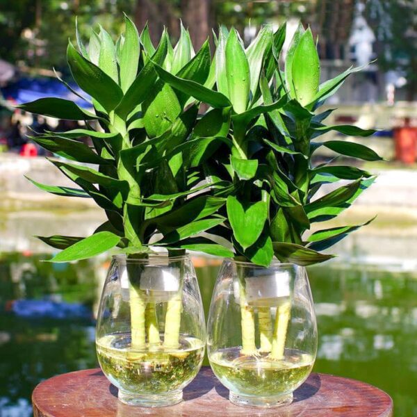 cay phat loc thuy sinh 15 600x600 1