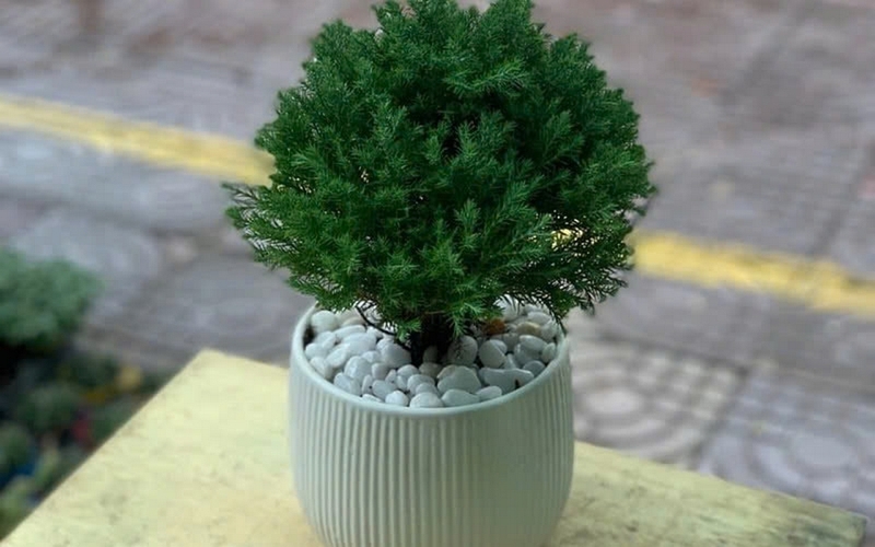 cay tung bong lai 1 7c6fdb9489