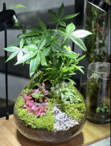 terrarium tron kim ngan 6 300x300 1 e1766329145686